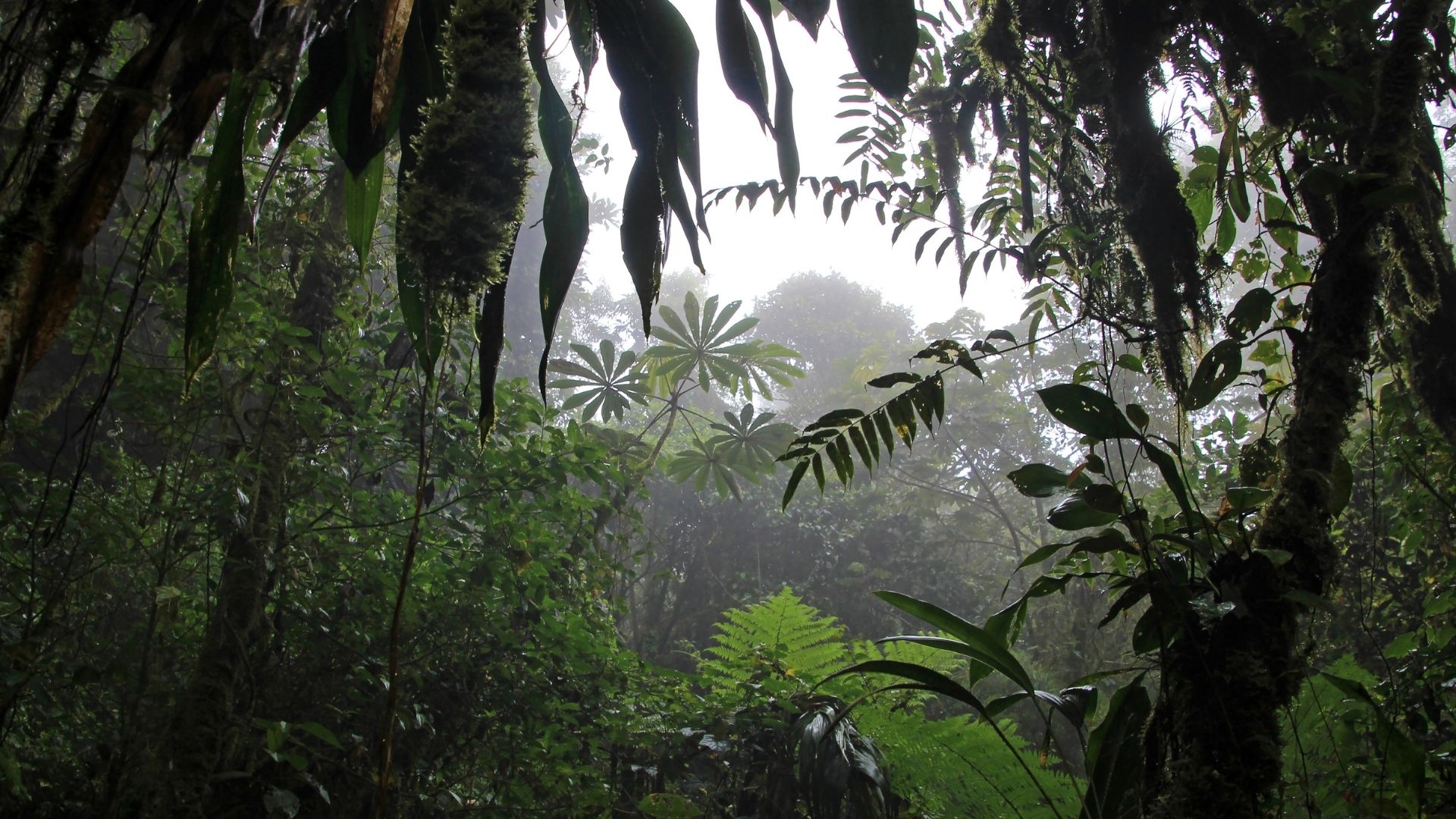 Arenal - Monteverde (2/2)